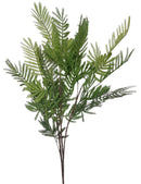 Μιμόζα Πρασινάδα 105cm THIM23321