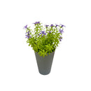 Τεχνητό Φυτό Ibergarden Διαστάσεων 12x12x23cm σε Γκρι Γλαστράκι - Μωβ(55299)